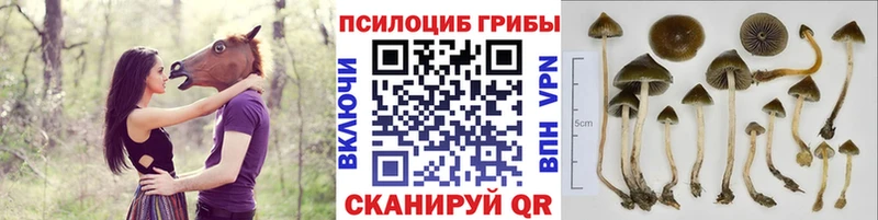 кракен вход  Тавда  Псилоцибиновые грибы ЛСД 